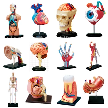 4D Mokslo Surinkti Blokai Žmogaus Kūno Skeletas, Zombie mkd3 Kaukolės Smegenų Liemens Širdies Anatomija Modelis Įspūdį Medicinos Mokslo Žaislai