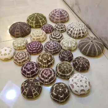 Jūros ežių shell dekoratyvinis apželdinimas jūros kriauklių korpuso apdaila jūros apdailos kriauklių, jūros dekoro