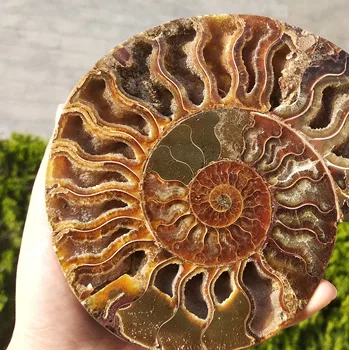 Madagaskaras Fosilijos Vaivorykštės Ammonite Natūralių Akmenų Ir Mineralų Pavyzdys Graži Kalėdų Dovana
