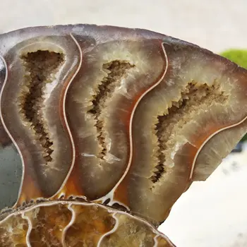 Madagaskaras Fosilijos Vaivorykštės Ammonite Natūralių Akmenų Ir Mineralų Pavyzdys Graži Kalėdų Dovana